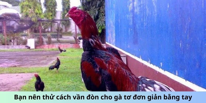 Cách Vần Đòn Cho Gà Tơ - Phương Pháp Huấn Luyện Hiệu Quả 2 Trang Chủ Jun88.com #1 Việt Nam Bạn nên thử cách vần đòn cho gà tơ đơn giản bằng tay