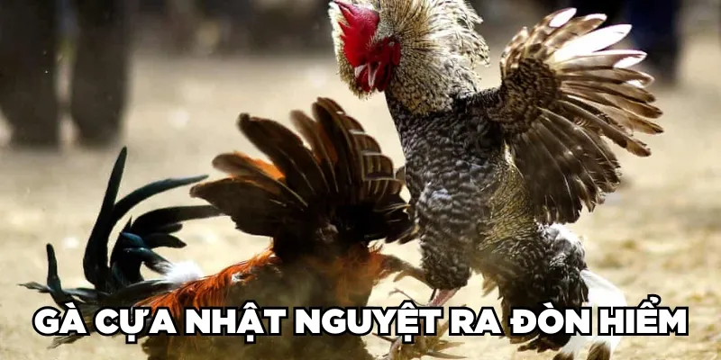 Gà Cựa Nhật Nguyệt Là Gì? Loại Gà Này Đá Có Hay Không? 3 Trang Chủ Jun88.com #1 Việt Nam Gà cựa Nhật Nguyệt ra đòn hiểm