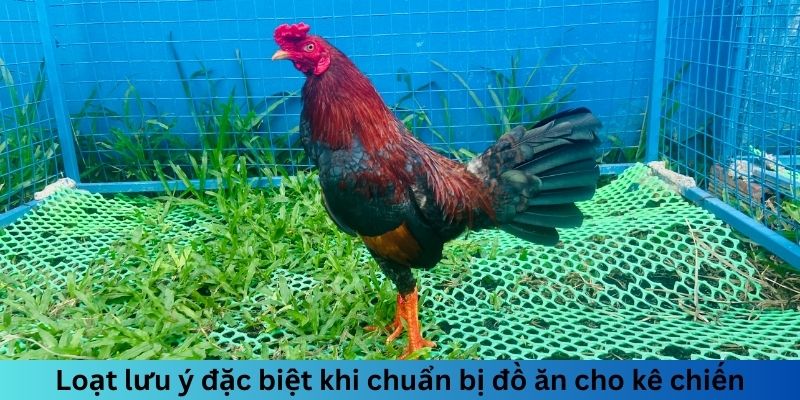 Ngũ Cốc Đá Gà Gồm Những Gì? Chế Độ Dinh Dưỡng Hoàn Hảo 3 Trang Chủ Jun88.com #1 Việt Nam Loạt lưu ý đặc biệt khi chuẩn bị đồ ăn cho kê chiến