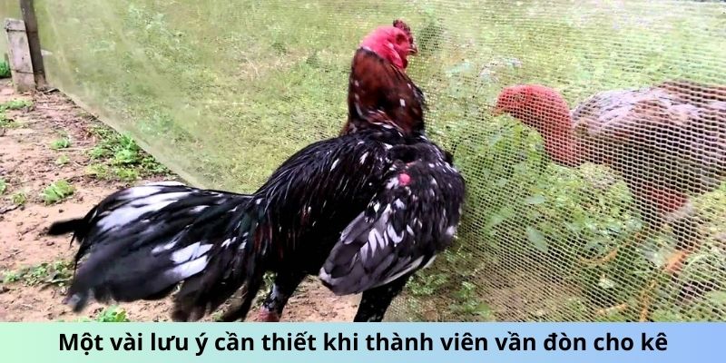 Cách Vần Đòn Cho Gà Tơ - Phương Pháp Huấn Luyện Hiệu Quả 3 Trang Chủ Jun88.com #1 Việt Nam Một vài lưu ý cần thiết khi thành viên vần đòn cho kê