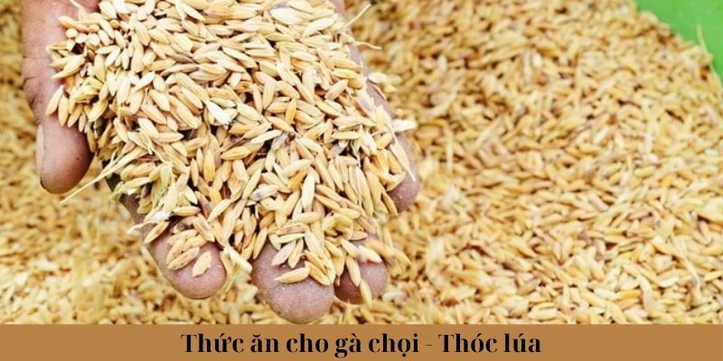 Thức Ăn Cho Gà Chọi Phổ Biến Và Lưu Ý Khi Lựa Chọn 1 Trang Chủ Jun88.com #1 Việt Nam Thức ăn cho gà chọi - Thóc và lúa