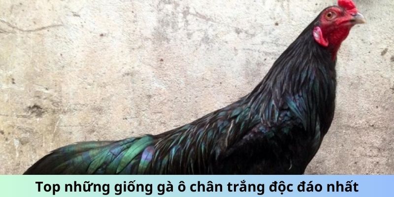 Gà Ô Chân Trắng - Sức Mạnh Tiềm Ẩn Chiến Kê Siêu Đẳng 2 Trang Chủ Jun88.com #1 Việt Nam Top những giống Gà Ô chân trắng độc đáo nhất